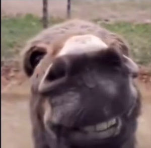 Meet your Posher, Liv